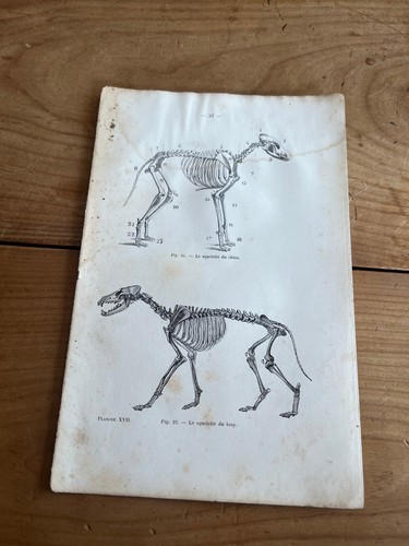 Gravure ancienne chien n54 - ancienne,