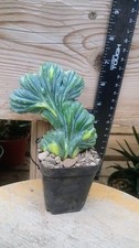 Myrtillicactus Geometrizans 'Variegated/Crested'