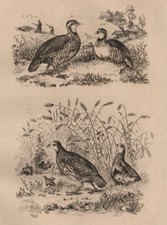 Perdrix Rouge (Red-Legged Partridge). Perdrix Grise (Gray Partridge) 1834