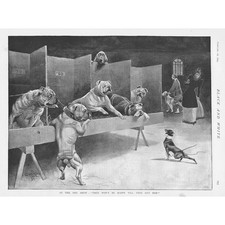 CECIL ALDIN Scene at the Dog Show - Antique Print 1893