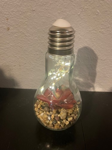 Succulent glass bulb terrarium - glass,