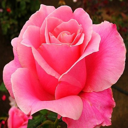 Plante jardin arbuste - de,