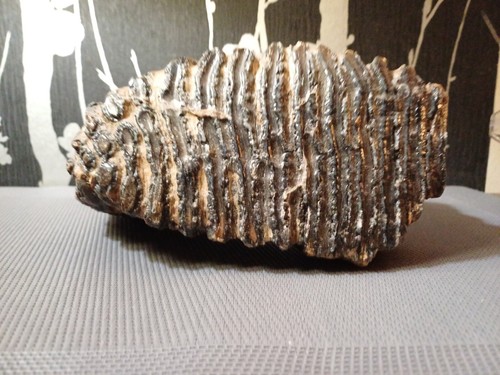 Fossile dent géante - fossile,