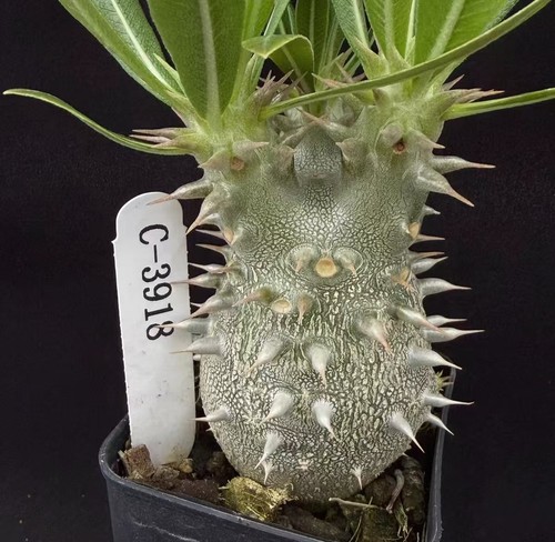 Raresucculent plant - raresucculent,