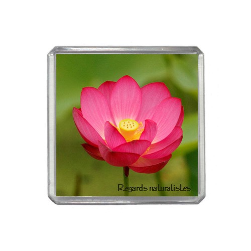 Magnet photo fleur - lotus, rose