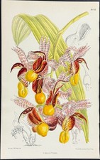 Curtis - Orchid [Paphiopedilum glaucophyllum]. 8093 - 1803 Botanical Magazine