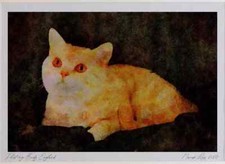 458027 British Shorthair Red