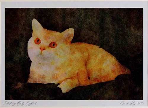 458027 british shorthair red - 458027,