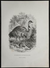 1862 - Émeu d'Australie -
