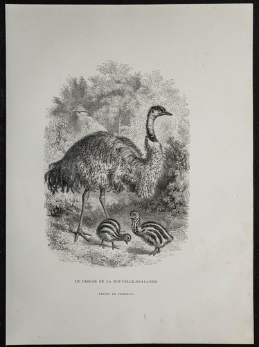 1862 émeu australie - -,