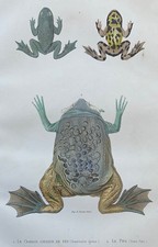Zoologie Crapaud couleur de