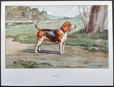 Beagle Reproduction couleur