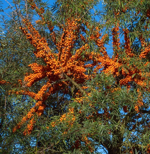 Hippophae rhamnoides 30cm - hippophae, 15-30cm