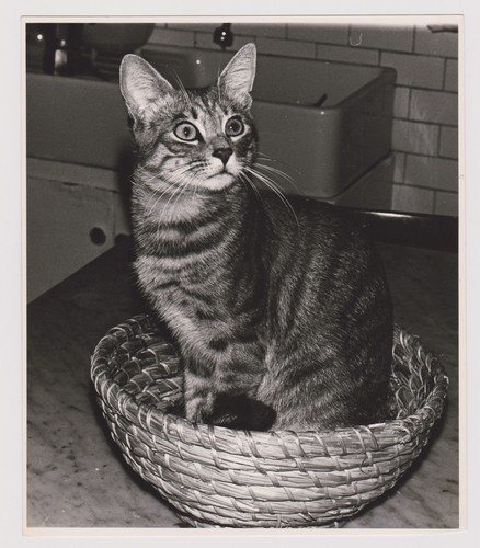Photo ancienne chat - 🎞️,