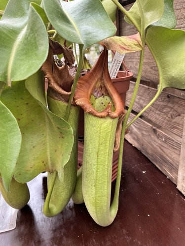 Nepenthes truncata - , xl