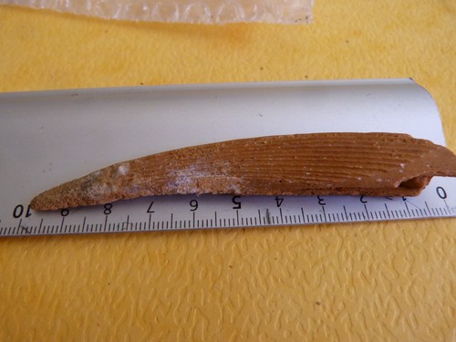 Epine dorsale requin - epine, dorsale,