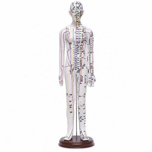 Mannequin acupuncture avec - mannequin, d'acupuncture