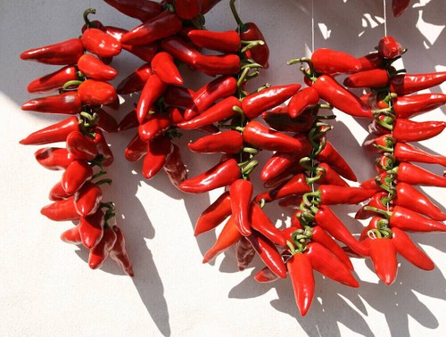 Graines piment espelette - piment, d'espelette