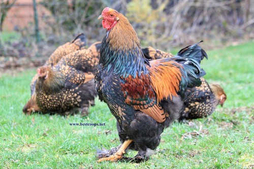 Gold laced brahma fertile - 10+,