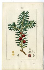 Antique Print-PL.199-IF-TAXUS BACCATA-YEW TREE-Turpin-Chaumeton-1814