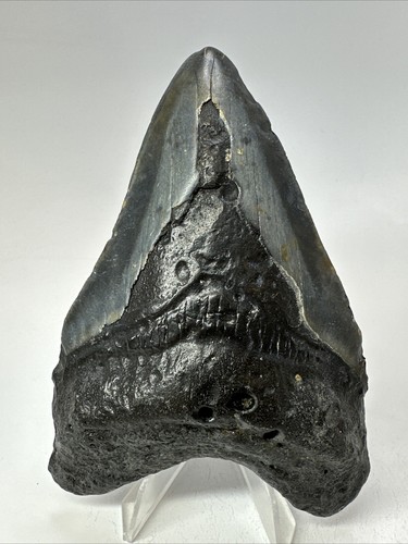 Megalodon shark tooth 41 - tooth, 4.41