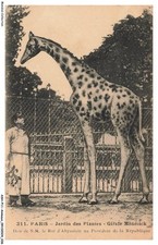 ASHP11-0679-ANIMALS - PARIS - GARDEN OF PLANTS - GIRAFFE MENELICK