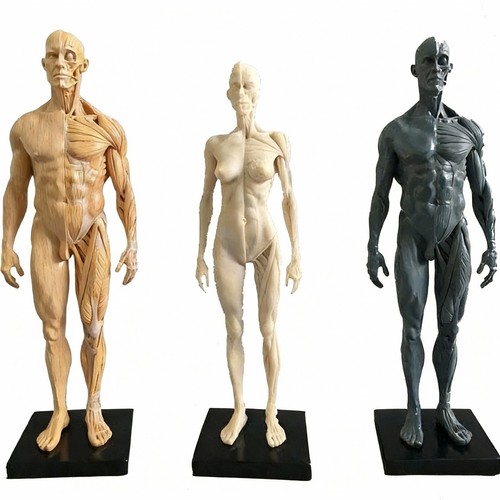 Anatomie anatomique humaine - anatomie,