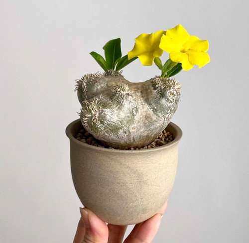 Raresucculent plant - raresucculent,