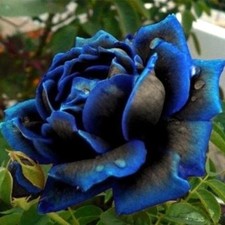 10 graines de Rosier rose BLEU-NOIR / 10x BLUE-BLACK Rose rosebush seeds