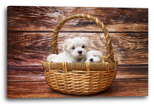 Toile cadres chiots chien - toile/cadres,