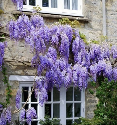 Graines glycine bleu - 6,