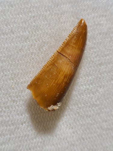 Dent dinosaure - dent, de