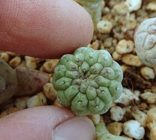 LARRYLEACHIA CACTIFORMIS