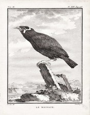 Beo Mynah Hill Mainate Oiseaux Birds Gravure sur Cuivre Engraving Buffon 1780