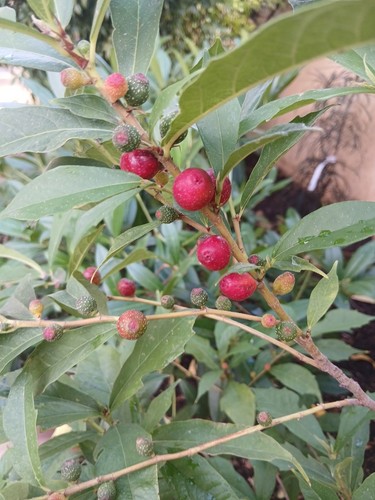Ficus gaspariniana var