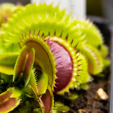 Plante Carnivore - Dionaea muscipula Dracula - RARE - vendue en pot