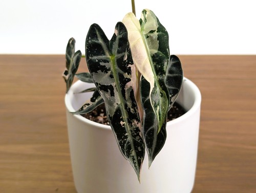 Alocasia bambino variegated - bambino,