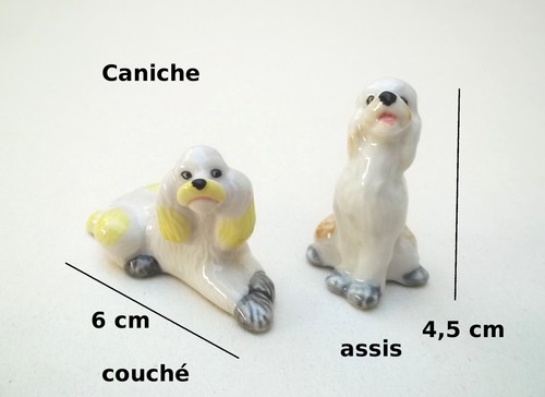 Caniche chien miniature - caniche,,