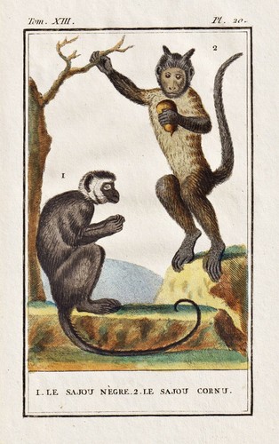 Capucin singe gravure buffon - singe,