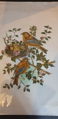 Peinture ancienne oiseaux - peinture,
