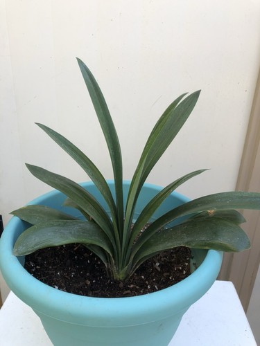 Clivia miniata bush lily - clivia,