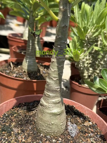 Multi heads pachypodium - multi,