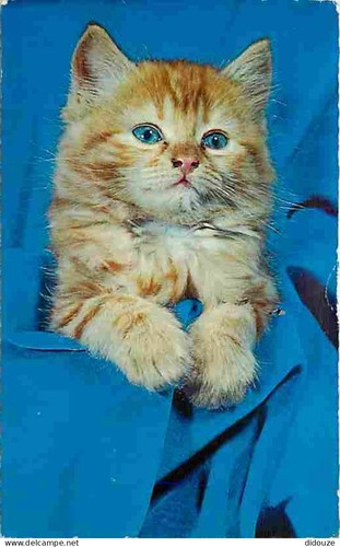 Carte postale animaux - -,