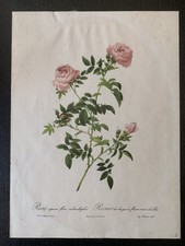 Gravure Ancienne - Rosier Des