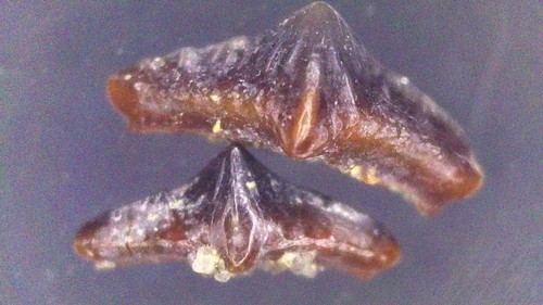 Shark tooth dent requin - tooth,