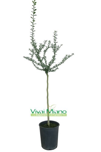 Plante doigt citron vert - plante,