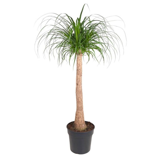 Plante intérieur fine - plante, d'intérieur