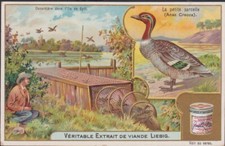 ANTIQUE CHROMO LIEBIG-DUCK THE PETITE TEALLE/DUCK IN THE ISLAND OF SYLT