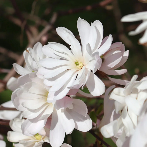 Magnolia stellata royal - magnolia, star'