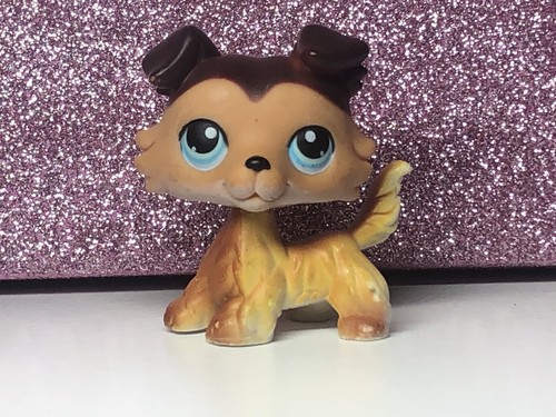 Petshop chien colley 58 - 🌺petshop,